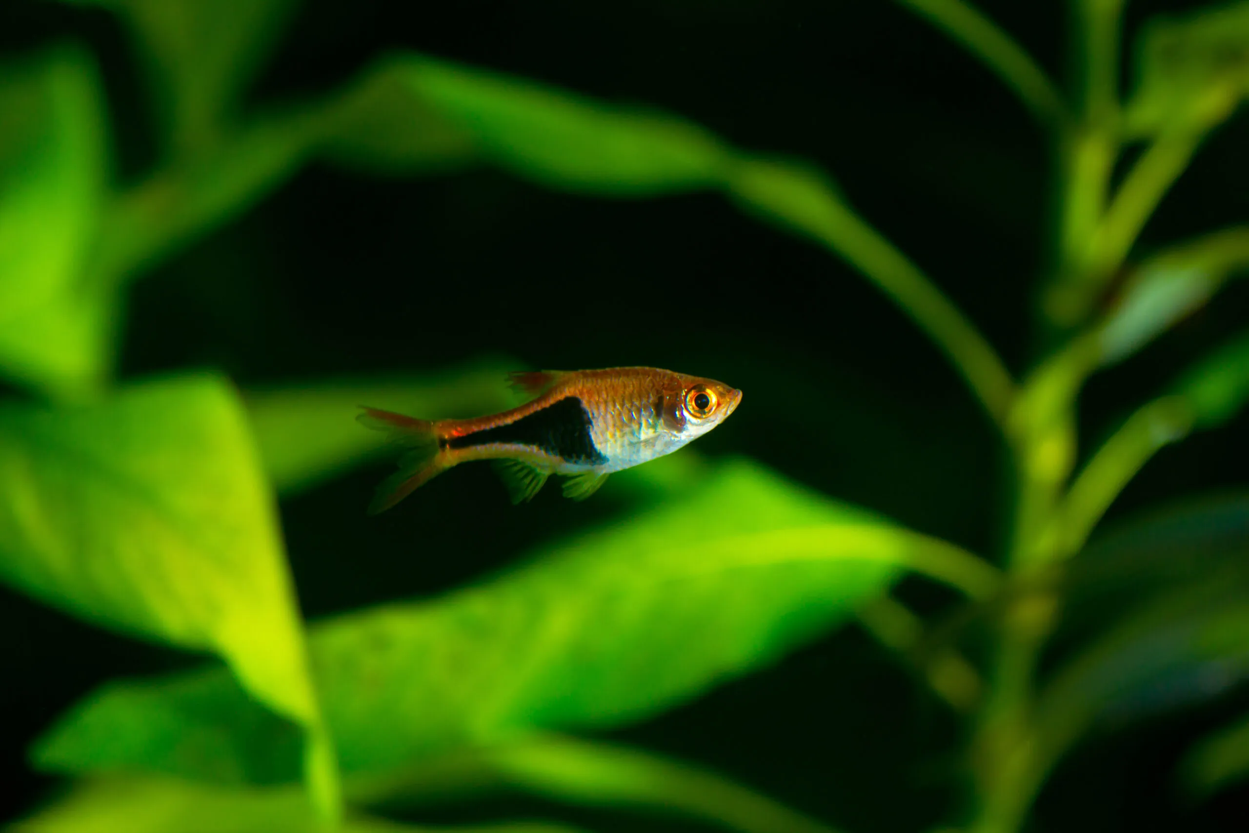 Harlequin Rasboras