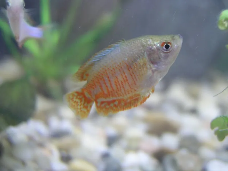 Dwarf Gourami (Trichogaster lalius): Comprehensive Care Guides, Tank Mates, and FAQs