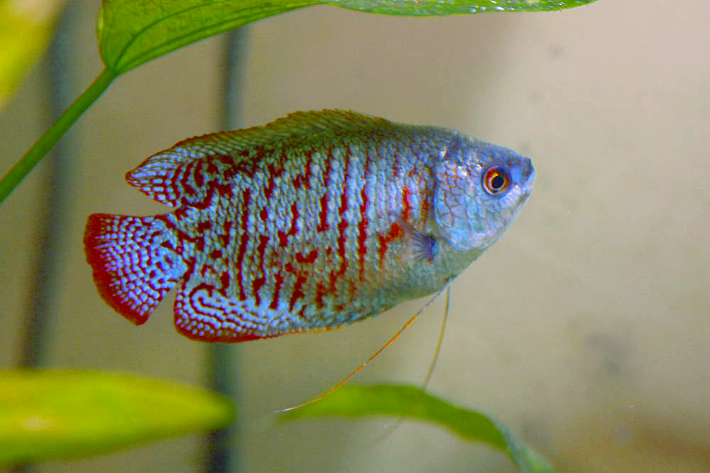 Dwarf Gourami (Trichogaster lalius): Comprehensive Care Guides, Tank Mates, and FAQs