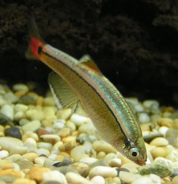 White Cloud Mountain Minnows