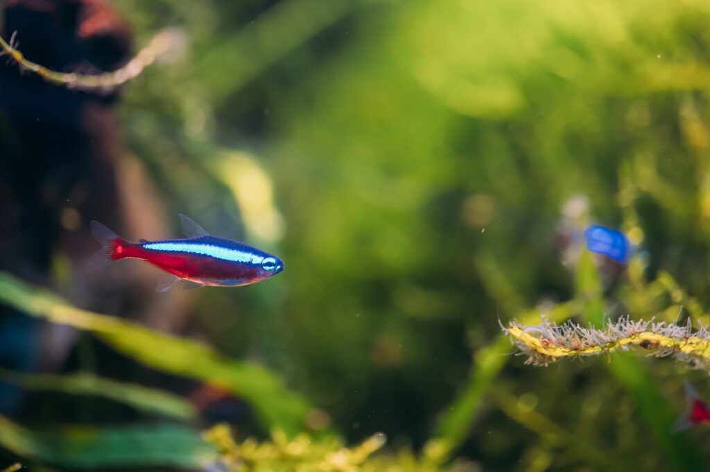 Cardinal Tetras