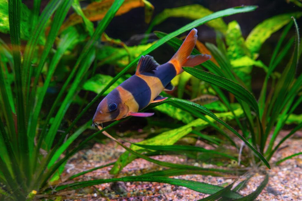 Clown Loaches (Chromobotia macracanthus): Comprehensive Care Guides, Tank Mates, and FAQs