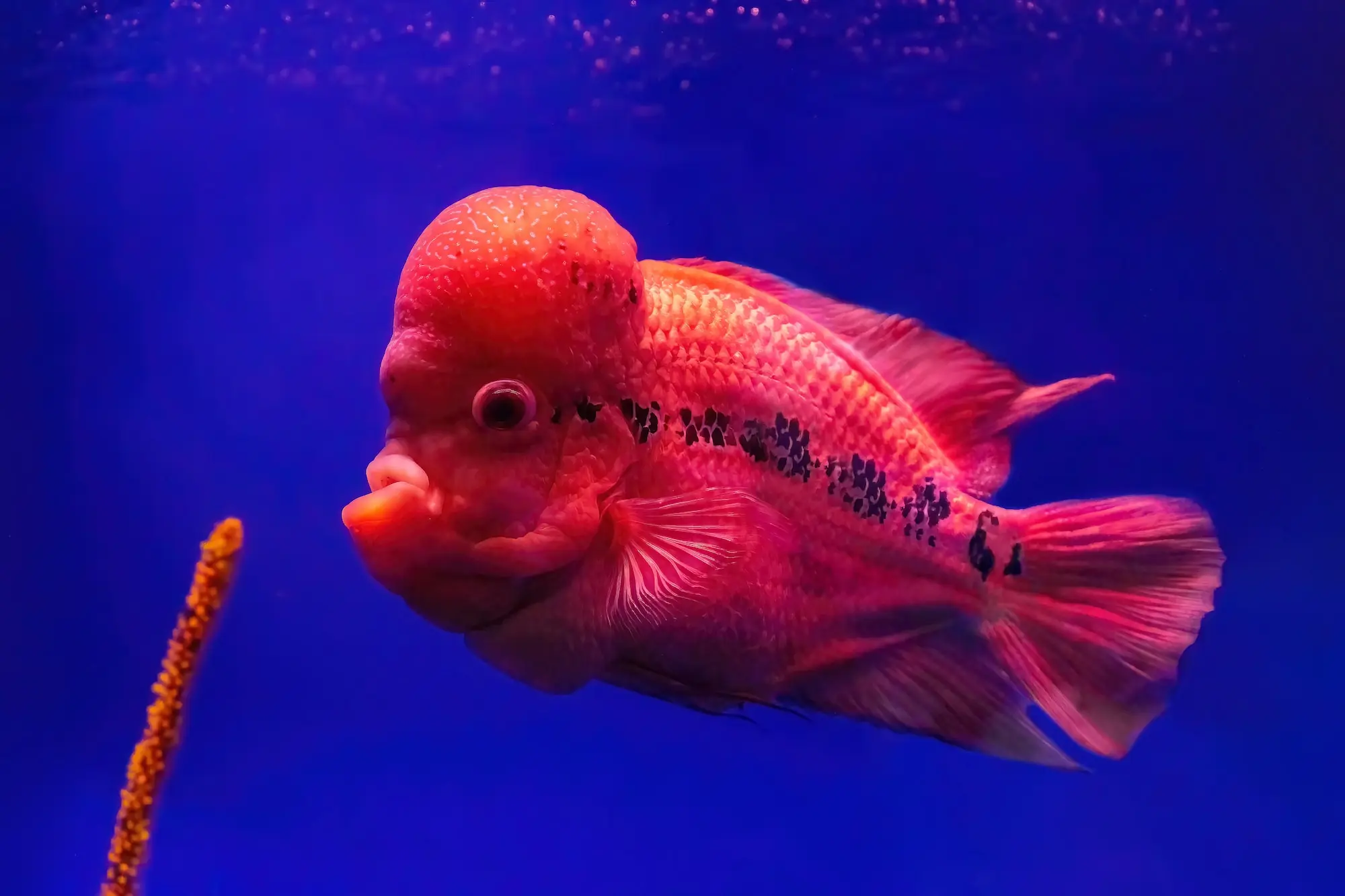 Flowerhorn Cichlids (Nuchal Hump)