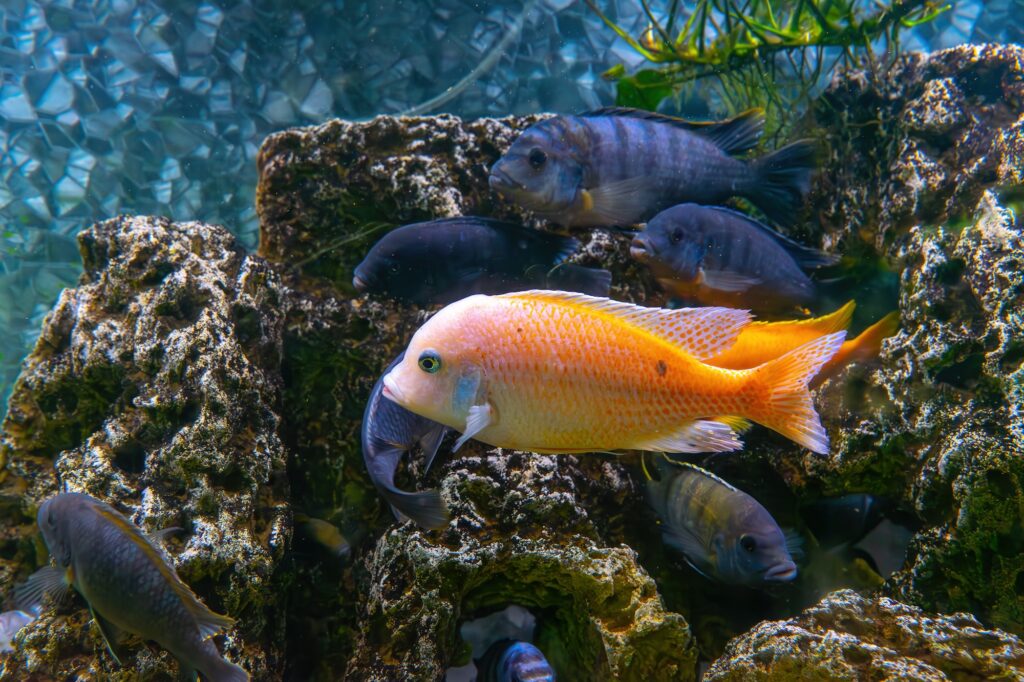 African Cichlids (Cichlidae): Complete Care Guides, Tank Mates, FAQs