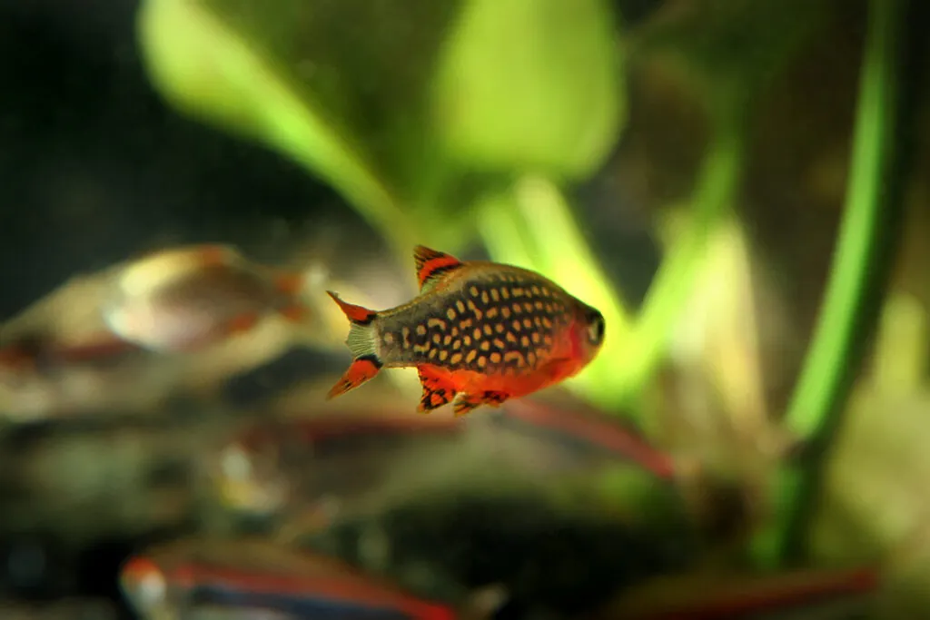 Celestial Pearl Danios (Danio margaritatus): Complete Care Guides, Tank Mates, FAQs