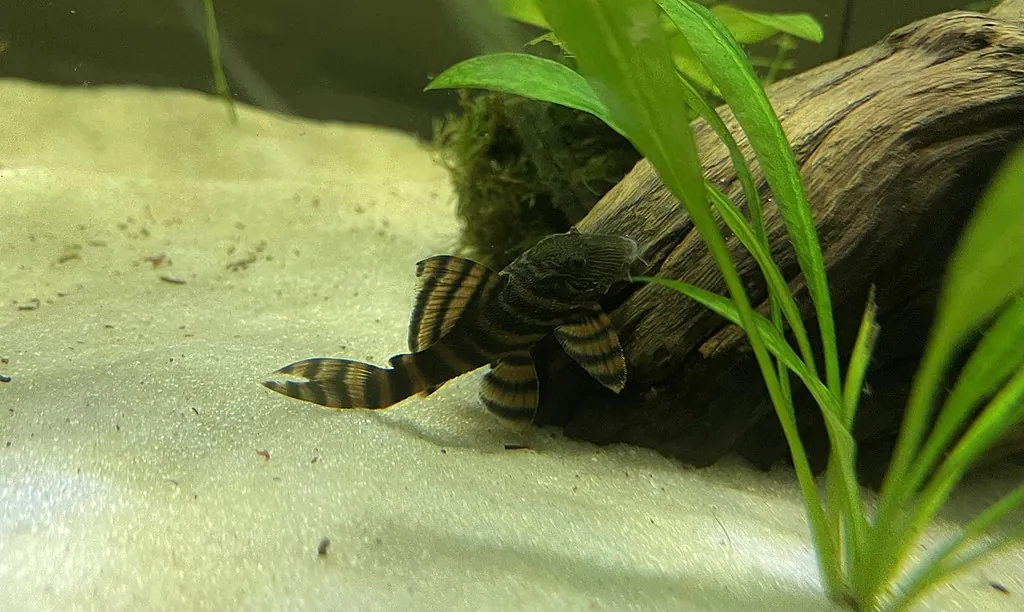 Clown Pleco (Panaqolus maccus): Complete Care Guides, Tank Mates, FAQs