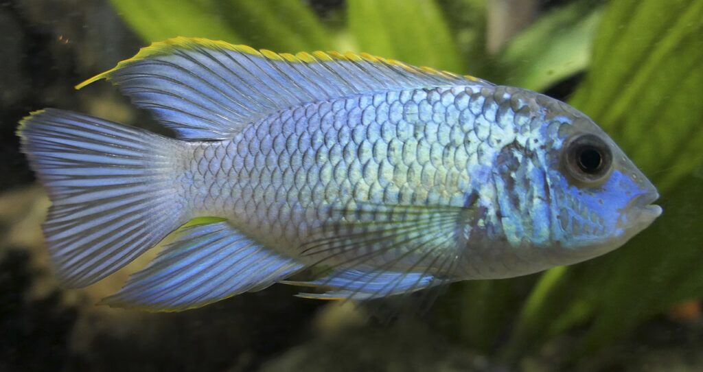 Electric Blue Acara (Andinoacara pulcher): Complete Care Guides, Tank Mates, FAQs