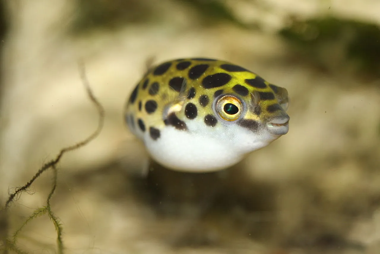 Freshwater Puffer Fish (Tetraodontidae): Complete Care Guides, Tank Mates, FAQs