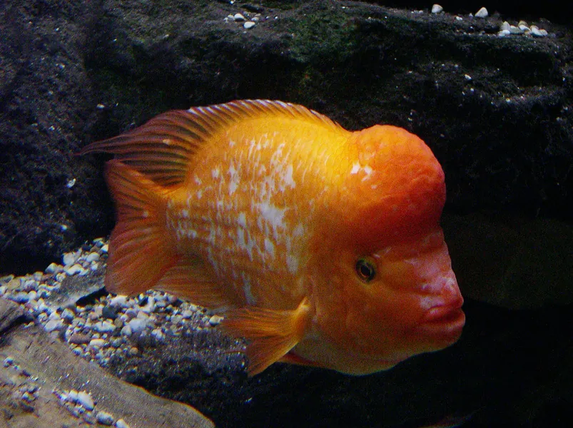 Red Devil Cichlid (Amphilophus labiatus): Complete Care Guides, Tank Mates, FAQs