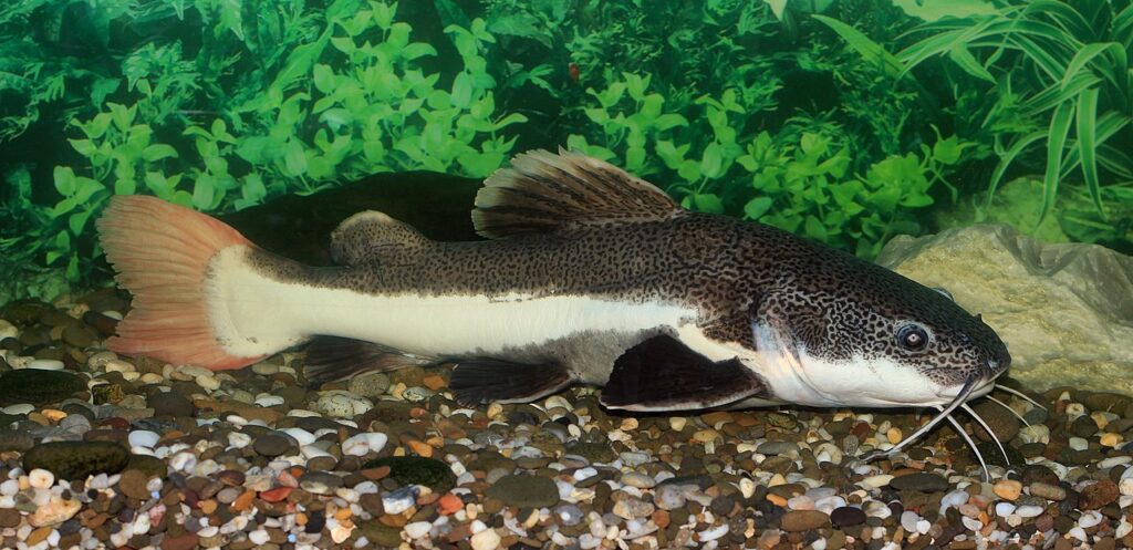 Red Tail Catfish (Phractocephalus hemioliopterus): Comprehensive Care Guides, Suitable Tank Mates, and FAQs