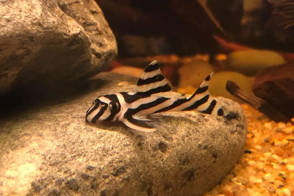 Zebra Pleco (Hypancistrus zebra): Complete Care Guides, Tank Mates, FAQs