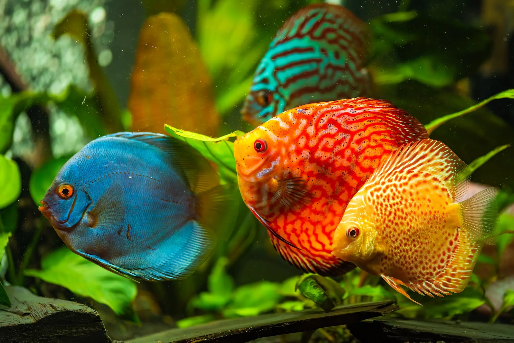 Most Colorful Freshwater Fish Species