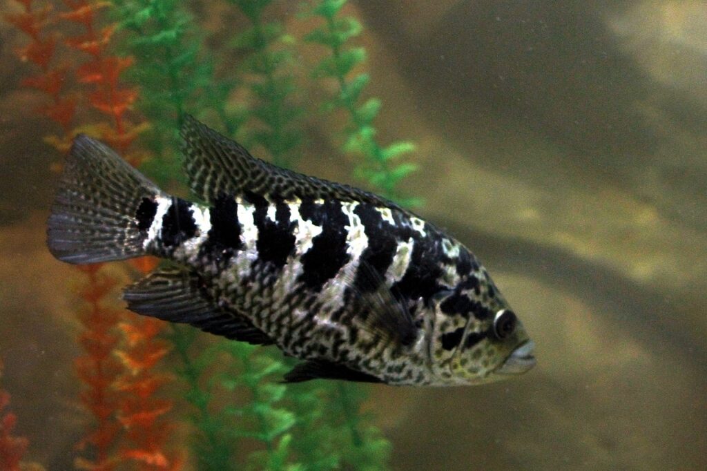 Jaguar Cichlid (Parachromis managuensis): Complete Care Guides, Tank Mates, FAQs