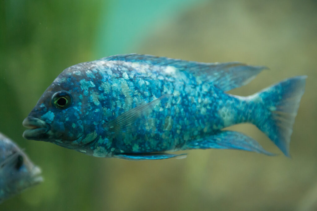 Star Sapphire Cichlid (Placidochromis phenochilus): Complete Care Guides, Tank Mates, FAQs