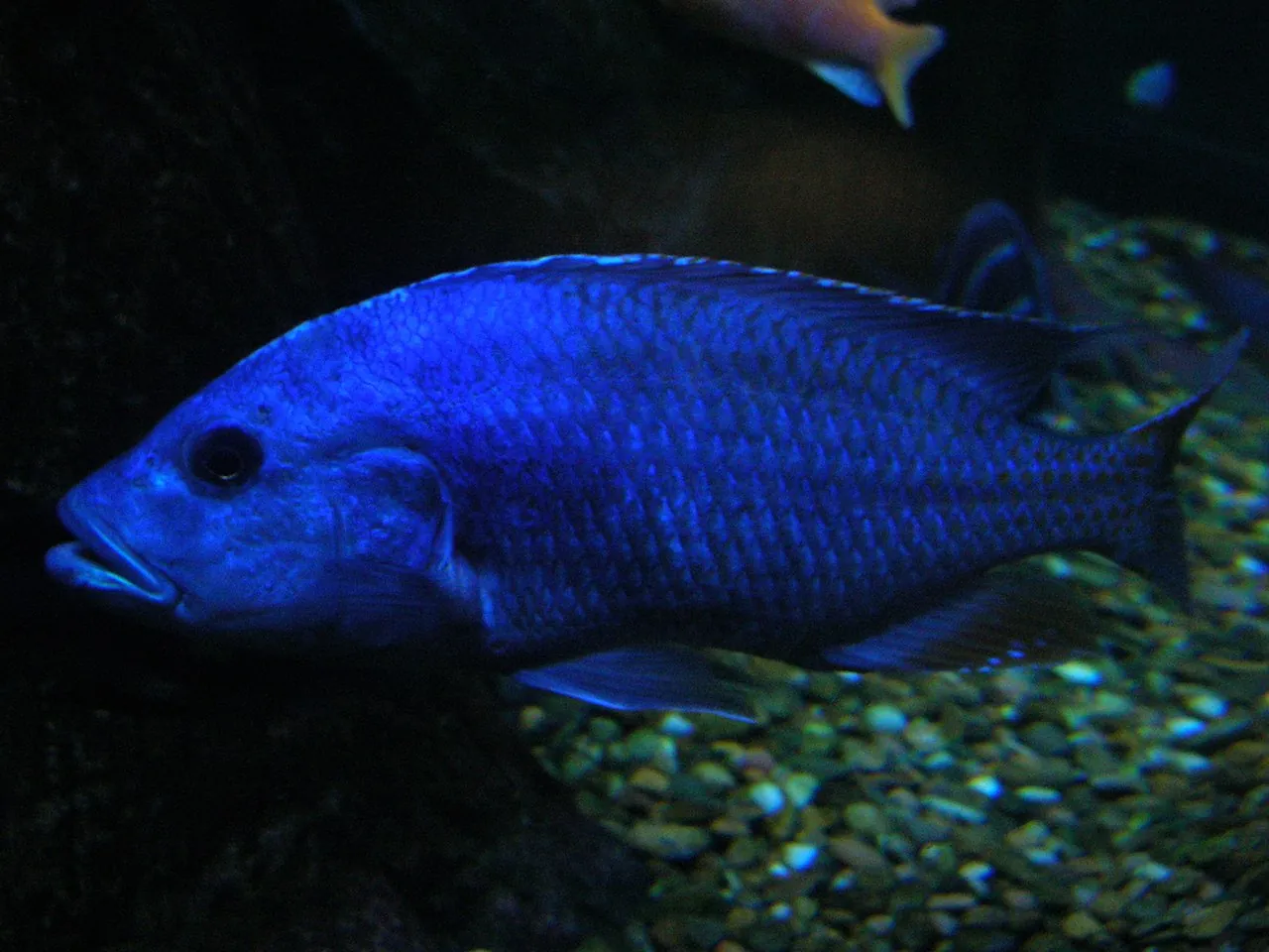 Electric_Blue_Cichlid