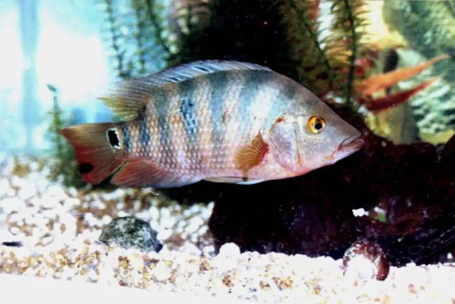 Mayan Cichlid