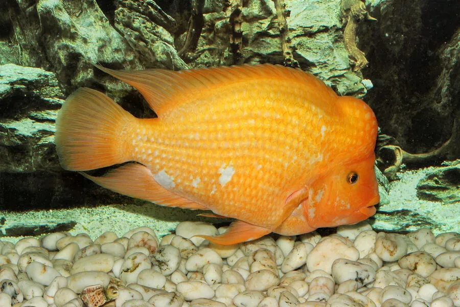 Midas Cichlid