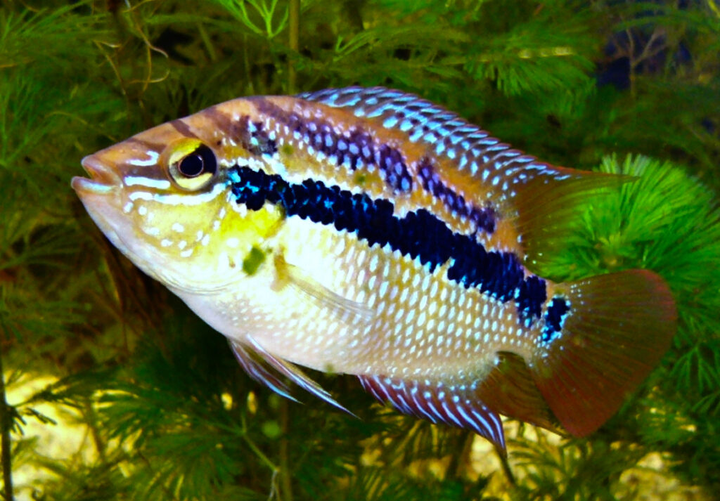 Salvini Cichlid