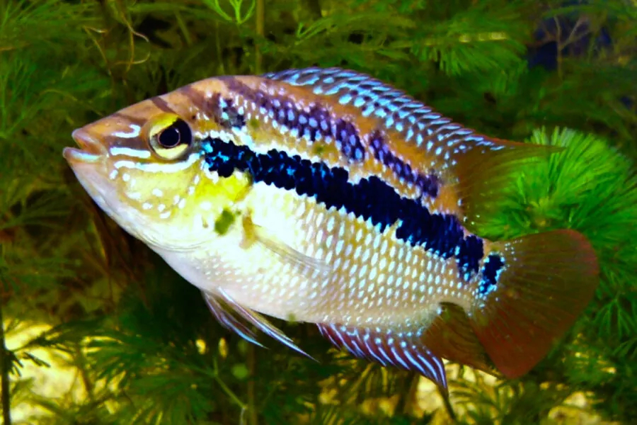 Salvini Cichlid