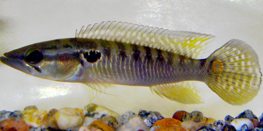 pike cichlid