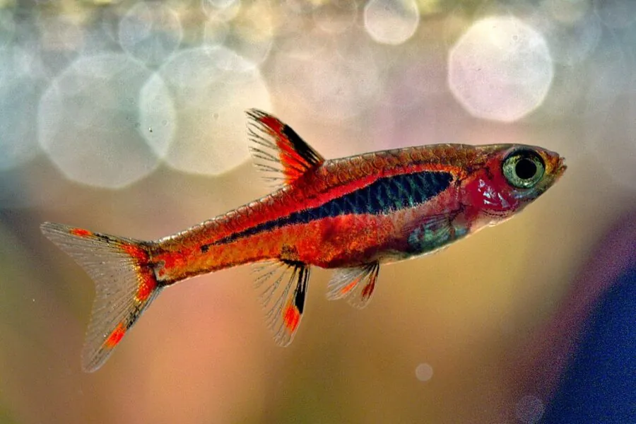 Chili Rasbora