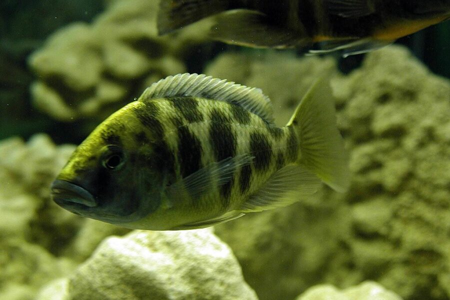 Giraffe Cichlid