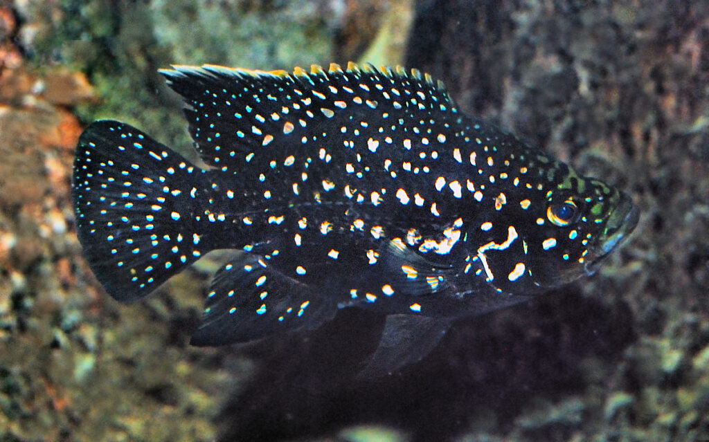 Starry Night Cichlid