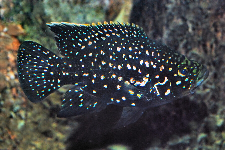 Starry Night Cichlid