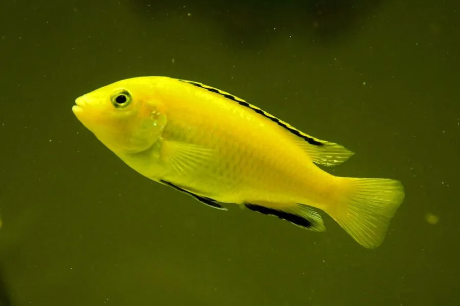 electric yellow cichlid