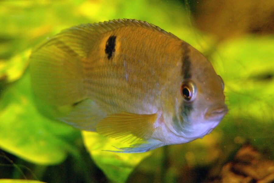 keyhole cichlid