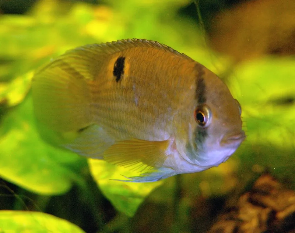 keyhole cichlid