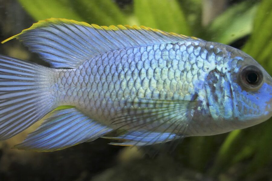 Blue Acara Cichlid