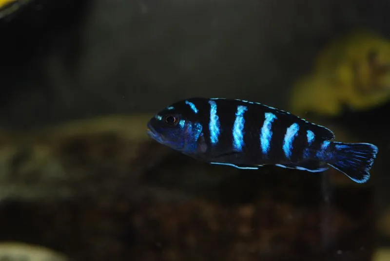 Demasoni Cichlid