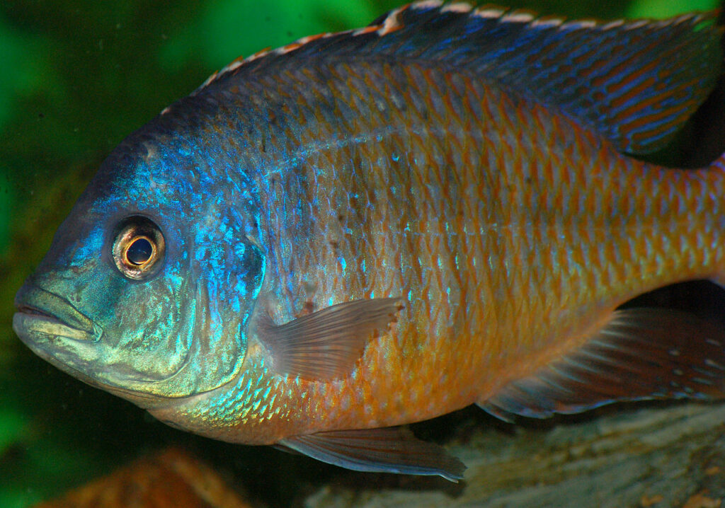 Red Empress Cichlid