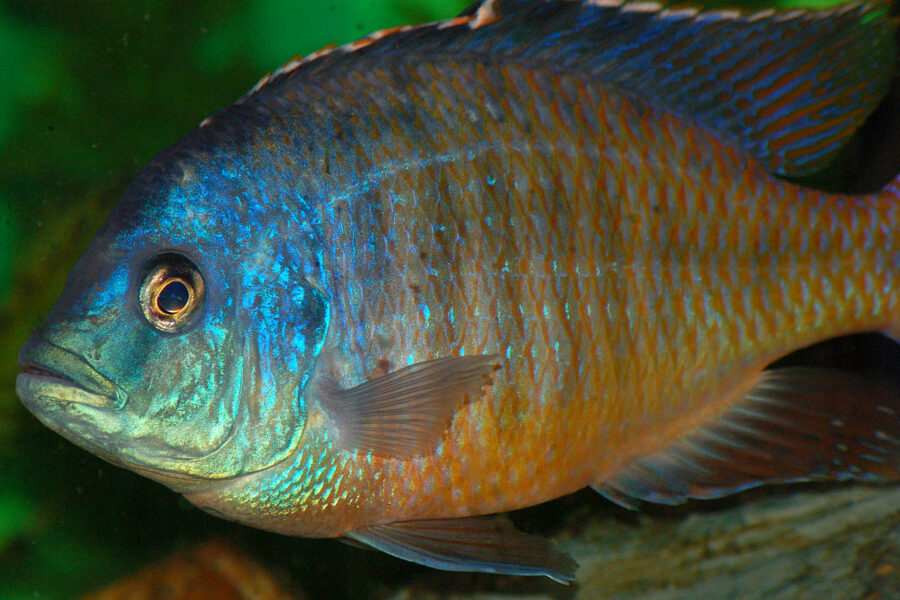 Red Empress Cichlid