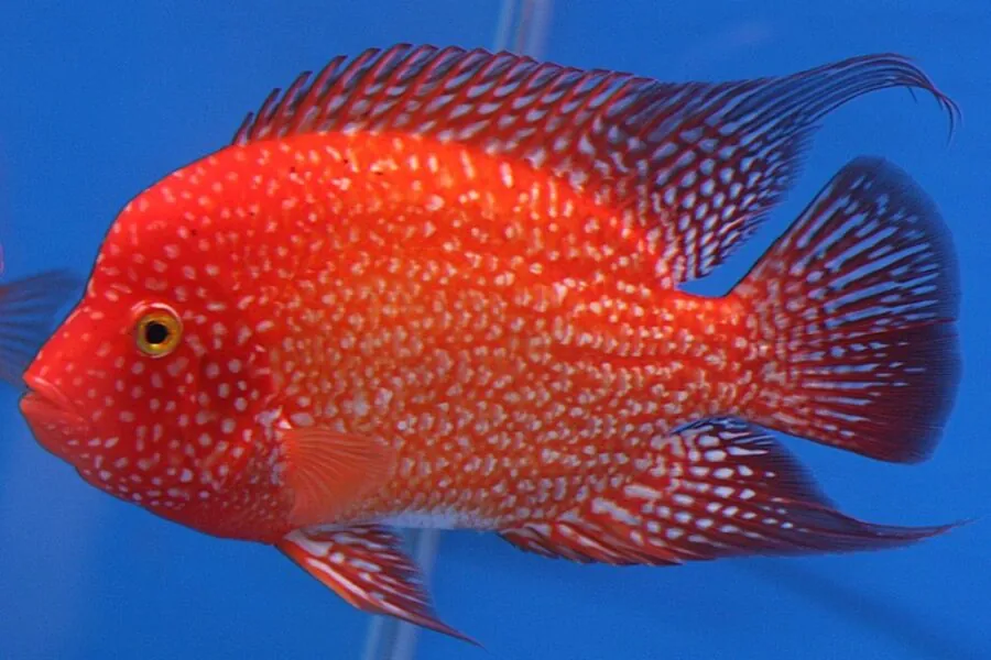 Red Texas Cichlid