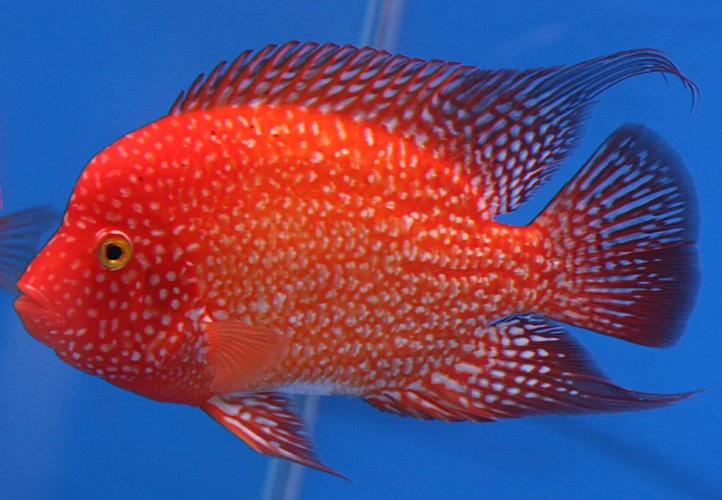 Red Texas Cichlid