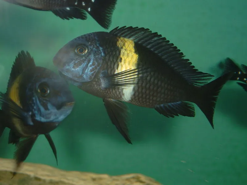 duboisi cichlid