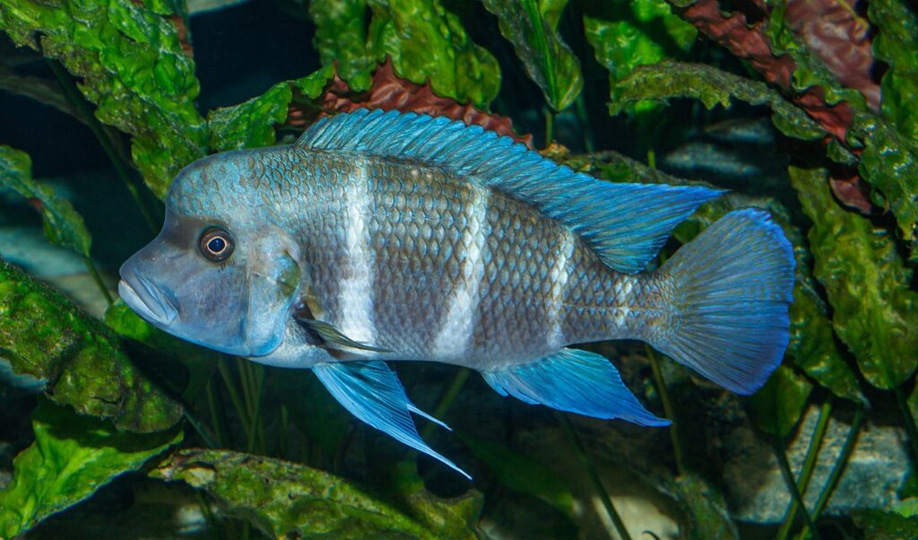 frontosa cichlid