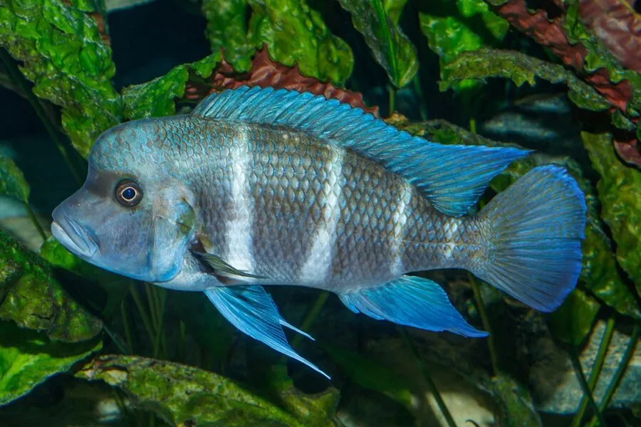 frontosa cichlid