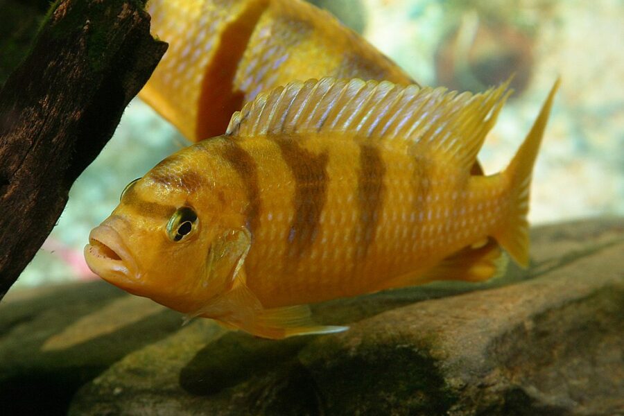 Kenyi Cichlids