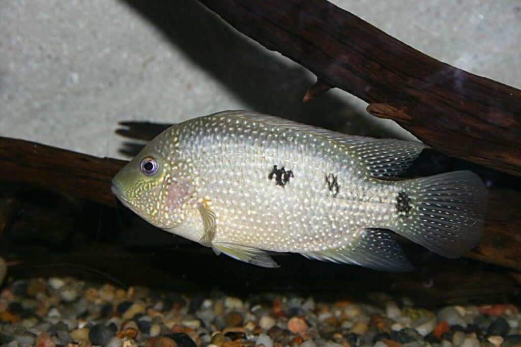 Rio Grande Cichlid