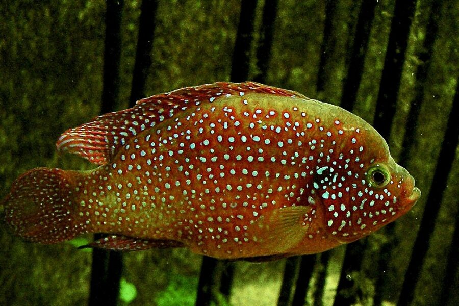 red jewel cichlid