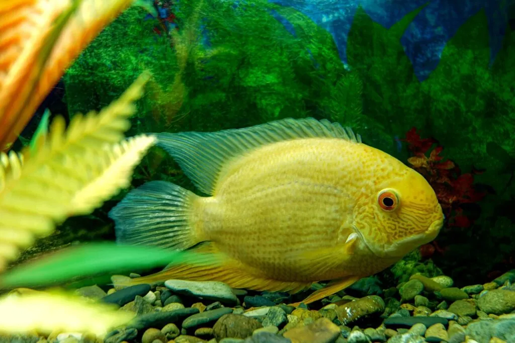 severum cichlid