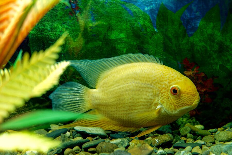 severum cichlid