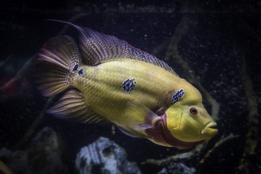 trimac cichlid