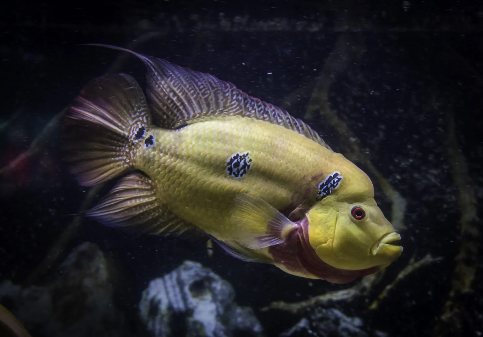 trimac cichlid