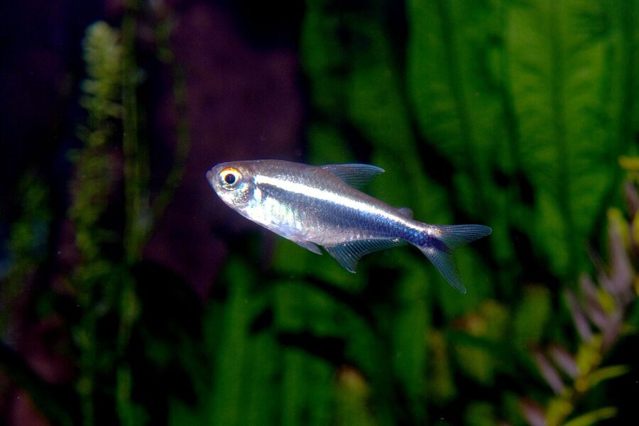 Black Neon Tetra (Hyphessobrycon herbertaxelrodi)