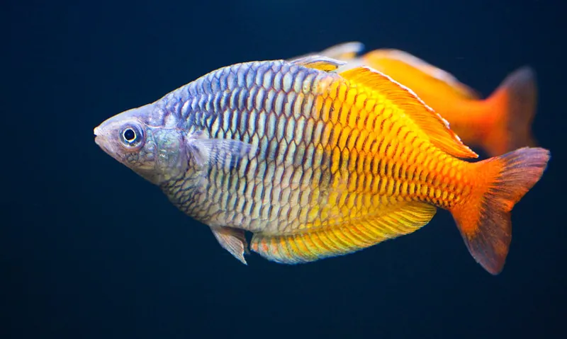 Boeseman's Rainbowfish (Melanotaenia boesemani)