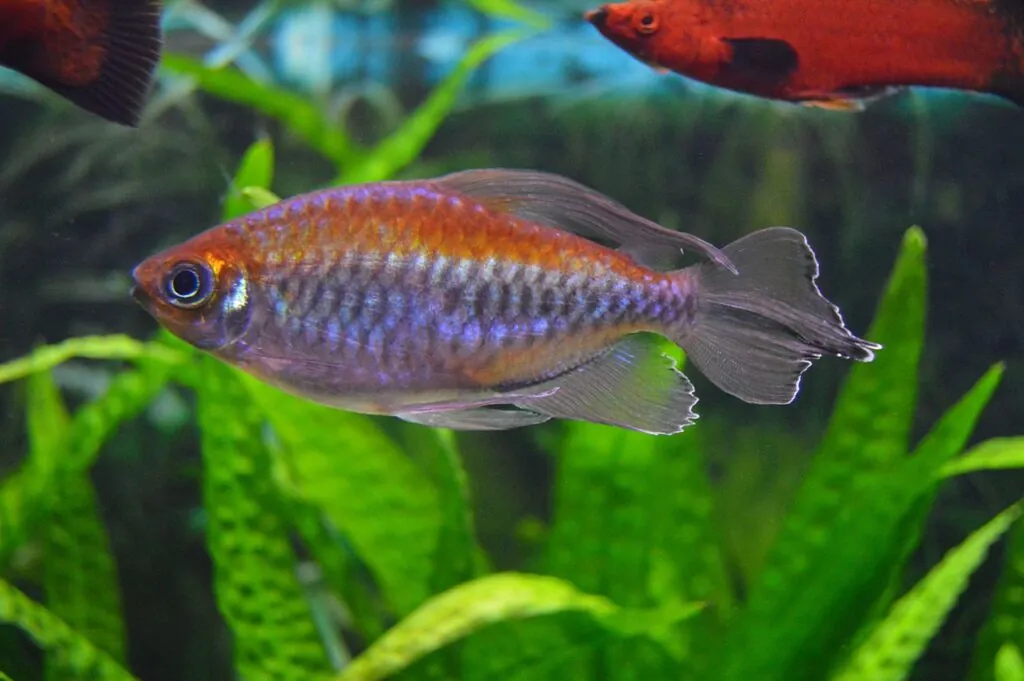 Congo Tetra (Phenacogrammus interruptus)